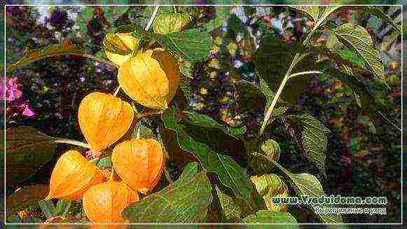 Physalis vegetable best varieties