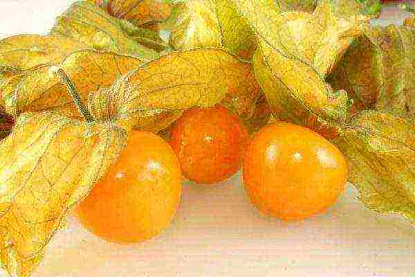 Physalis vegetable best varieties