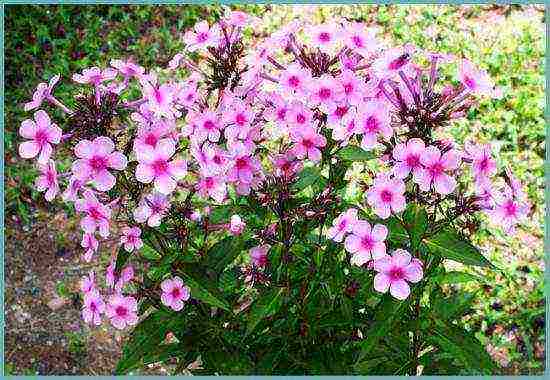 phlox panicled planting and care in the open field