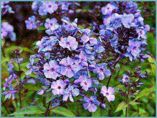 phlox panicled planting and care in the open field