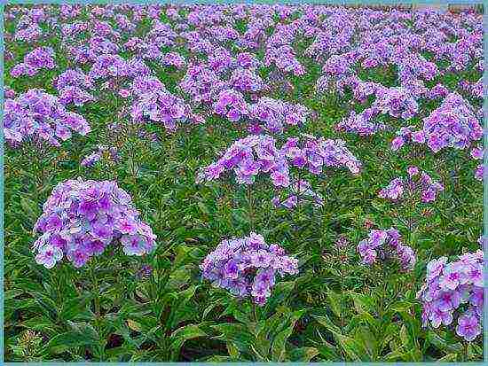 phlox panicled planting and care in the open field