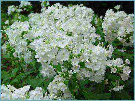 phlox panicled planting and care in the open field