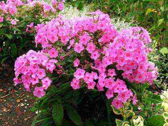 phlox panicled planting and care in the open field