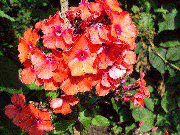 phlox panicled planting and care in the open field