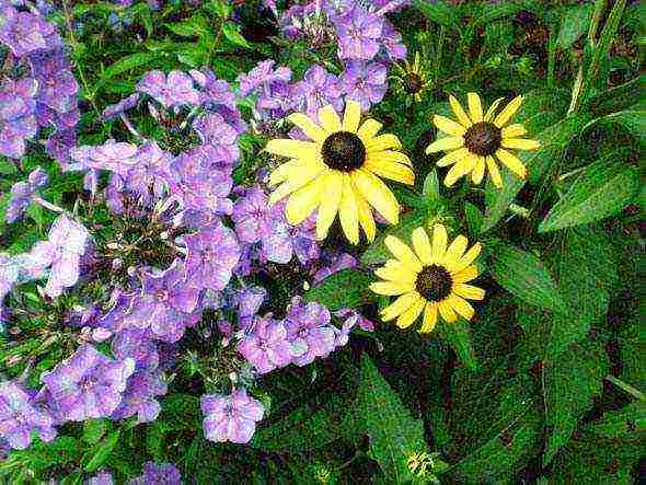 phlox panicled planting and care in the open field