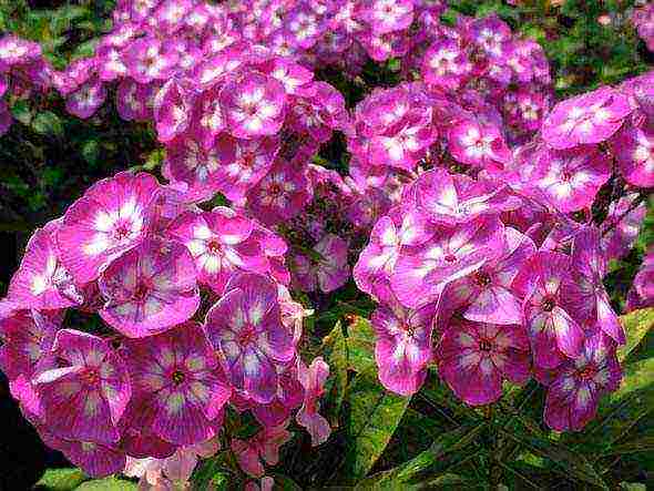 phlox panicled planting and care in the open field