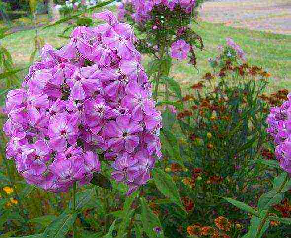 phlox panicled planting and care in the open field