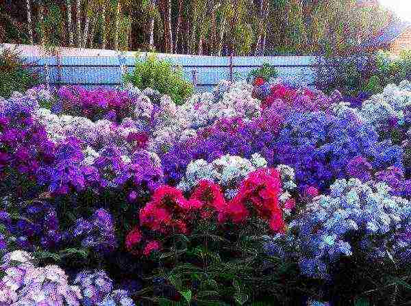 phlox panicled planting and care in the open field