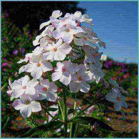 phlox panicled planting and care in the open field