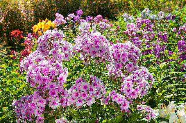 phlox one-year planting and care in the open field