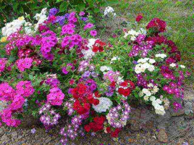 phlox one-year planting and care in the open field