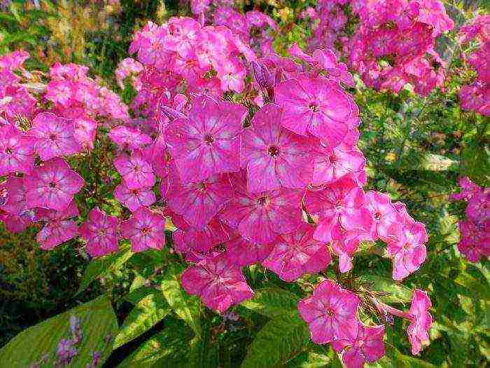 phlox one-year planting and care in the open field