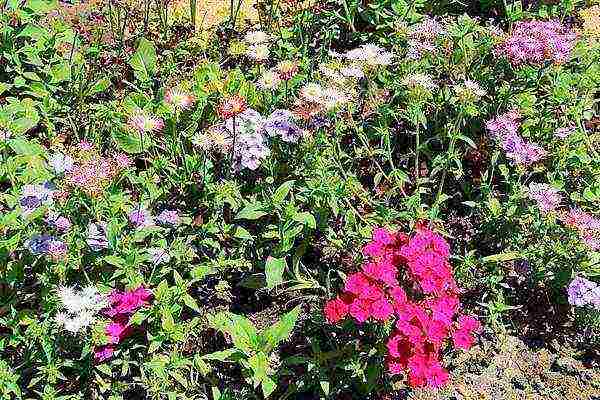 phlox one-year planting and care in the open field