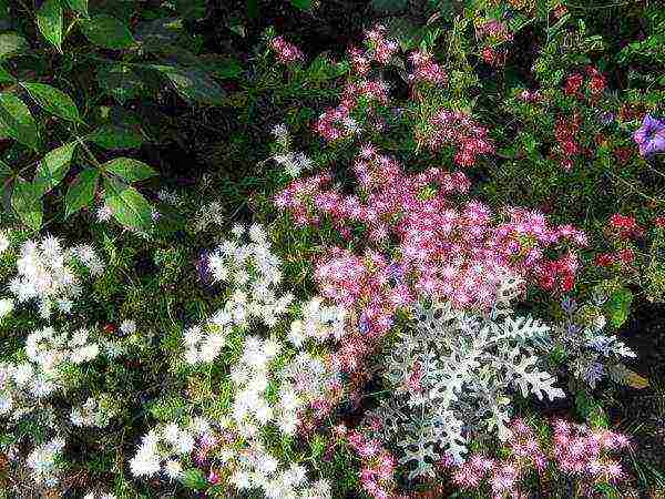 phlox one-year planting and care in the open field