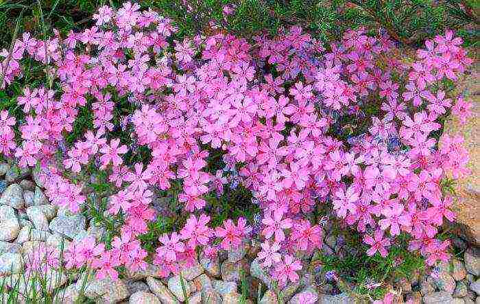 phlox one-year planting and care in the open field