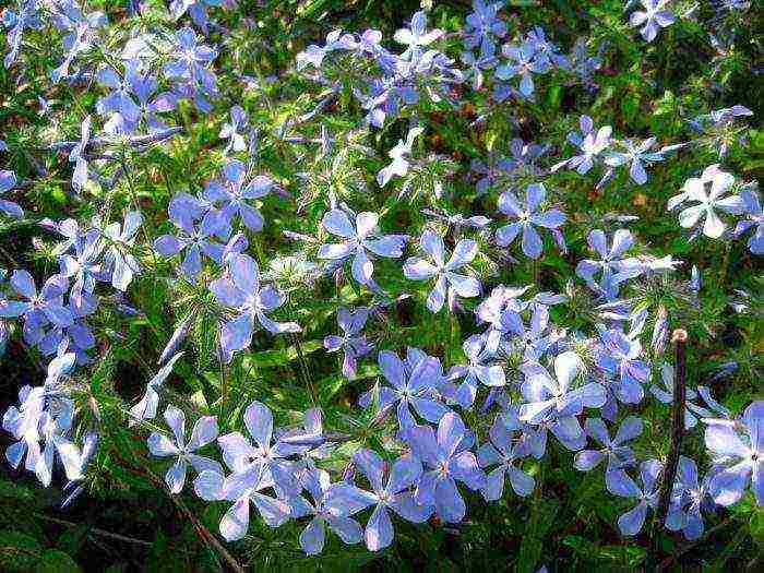 phlox one-year planting and care in the open field