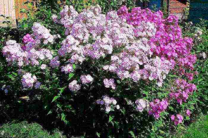 phlox one-year planting and care in the open field