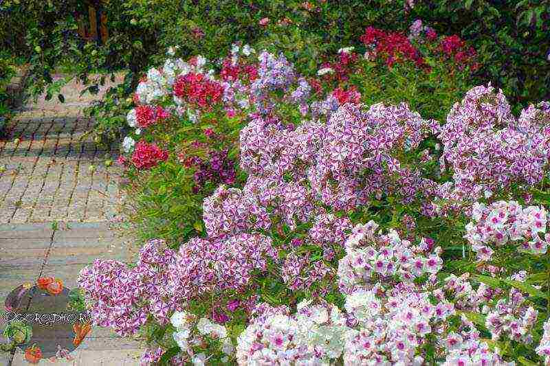 phlox perennial planting and care in the open field in spring