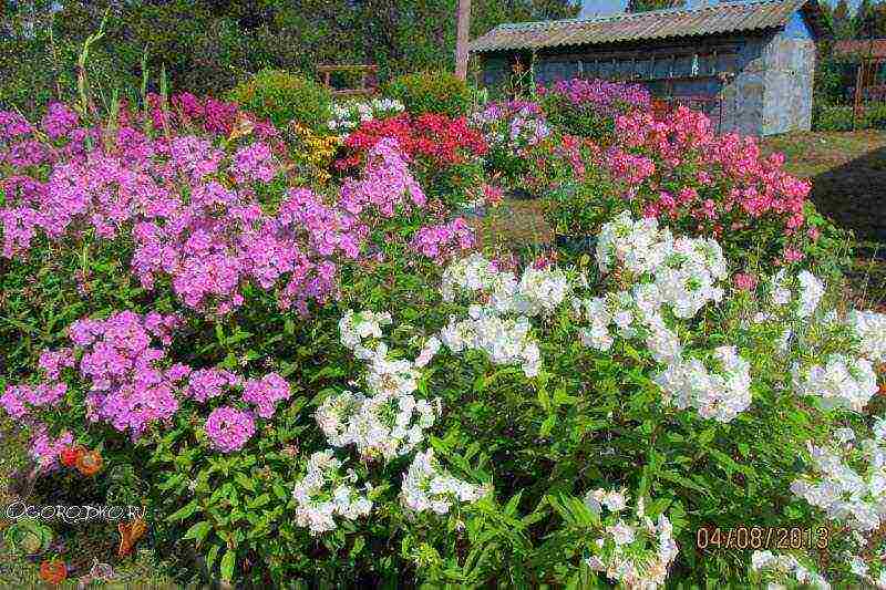 phlox pangmatagalan na pagtatanim at pangangalaga sa bukas na bukid sa tagsibol