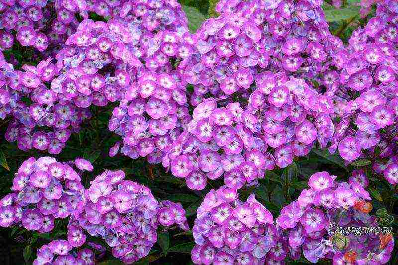 phlox perennial planting and care in the open field in spring