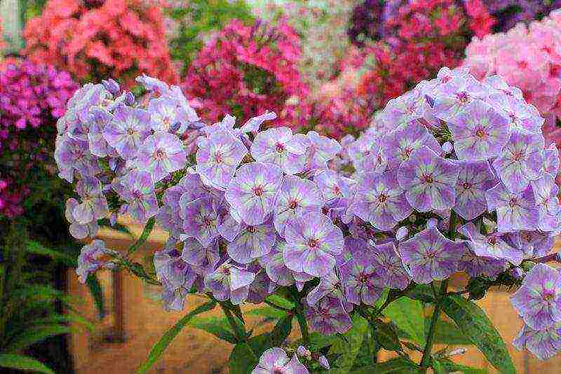 phlox perennial planting and care in the open field in spring