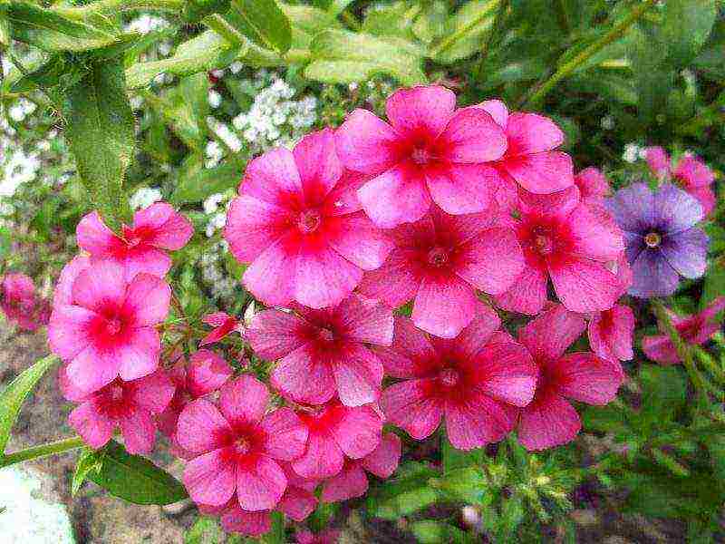 phlox perennial planting and care in the open field in spring