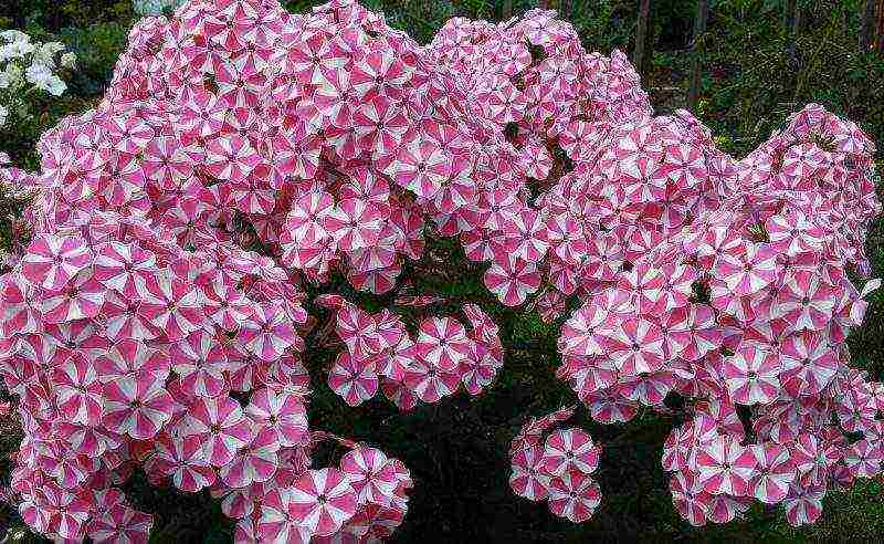 phlox perennial planting and care in the open field in spring