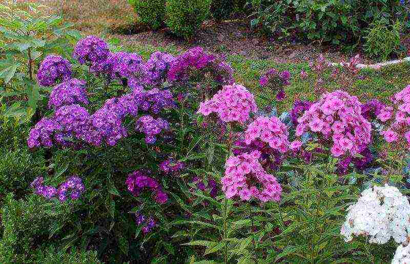 phlox pangmatagalan na pagtatanim at pangangalaga sa bukas na bukid sa tagsibol