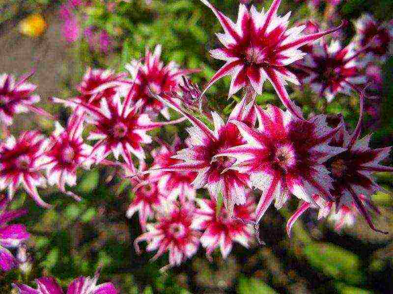 phlox perennial planting and care in the open field in spring