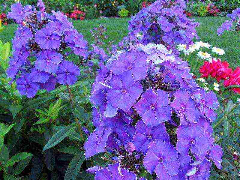 phlox perennial planting and care in the open field in spring