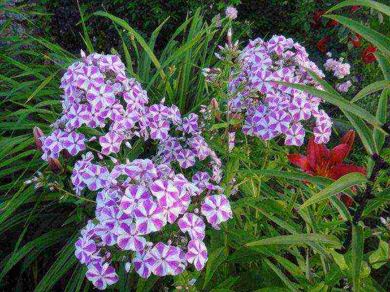 phlox pangmatagalan na pagtatanim at pangangalaga sa bukas na bukid sa tagsibol