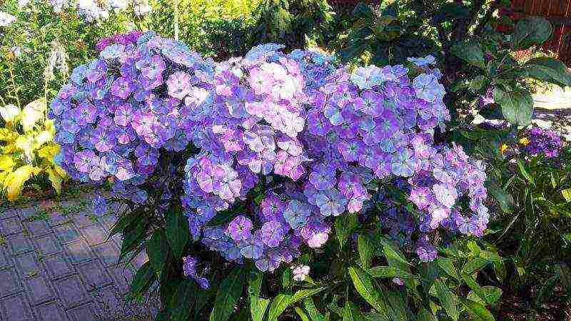 phlox perennial planting and care in the open field in spring