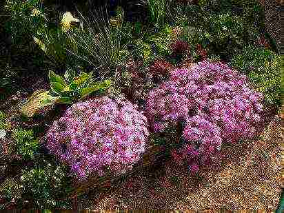 phlox pangmatagalan na pagtatanim at pangangalaga sa bukas na bukid sa tagsibol