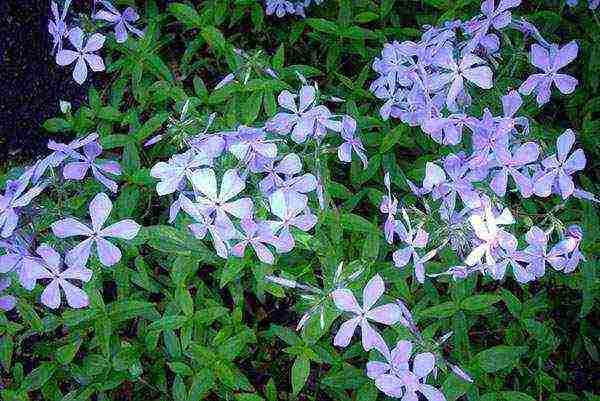 phlox perennial planting and care in the open field in spring