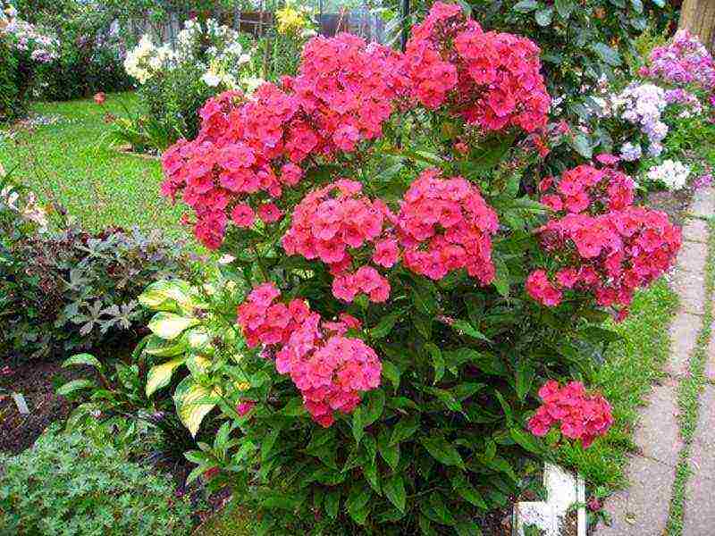 phlox perennial planting and care in the open field in spring