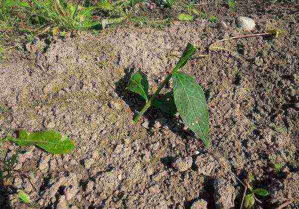 phlox pangmatagalan na pagtatanim at pangangalaga sa bukas na bukid sa tagsibol