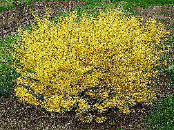 forsythia linwood gintong pagtatanim at pangangalaga sa bukas na bukid