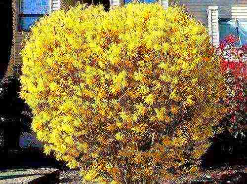 forsythia linwood gold planting and care in the open field