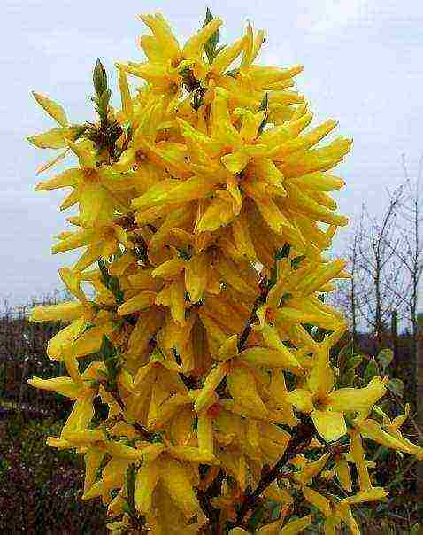 forsythia linwood gintong pagtatanim at pangangalaga sa bukas na bukid