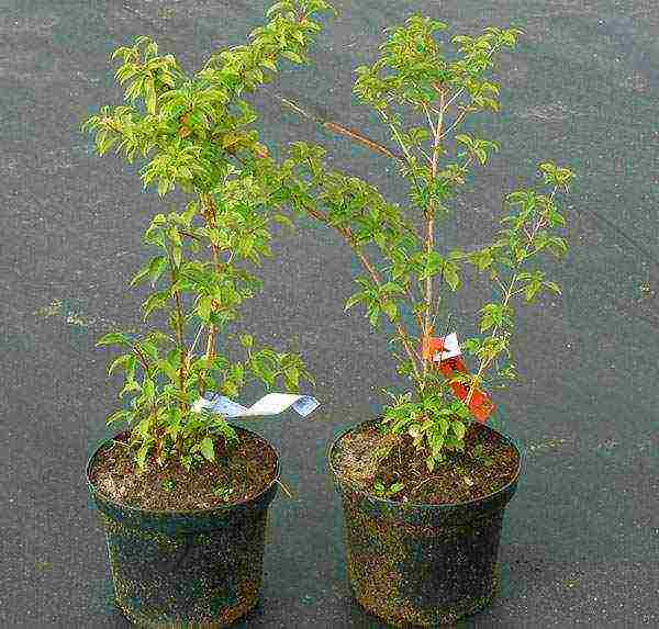 forsythia linwood gold planting and care in the open field