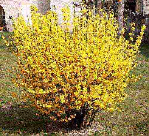 forsythia linwood gintong pagtatanim at pangangalaga sa bukas na bukid