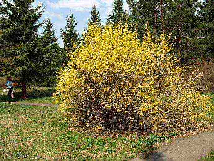 forsythia linwood gintong pagtatanim at pangangalaga sa bukas na bukid