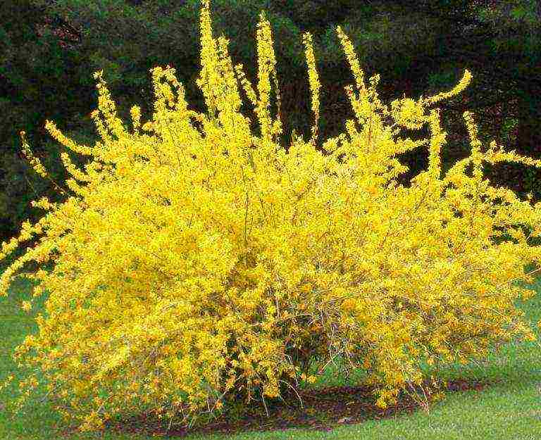 forsythia linwood gintong pagtatanim at pangangalaga sa bukas na bukid