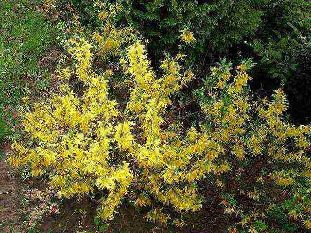 forsythia linwood gold planting and care in the open field