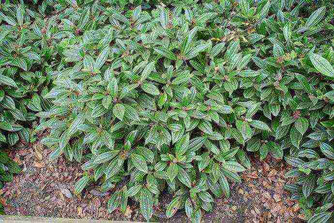 forsythia linwood gold planting and care in the open field