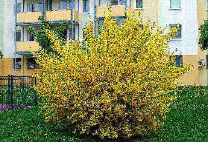 forsythia linwood gold planting and care in the open field