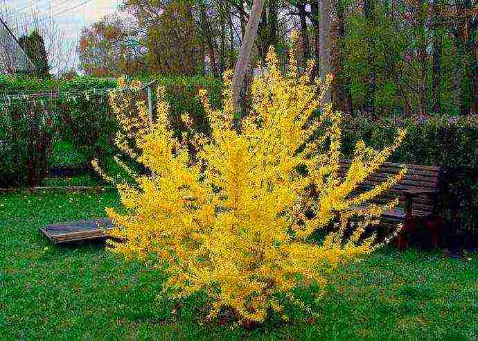 forsythia linwood gold planting and care in the open field