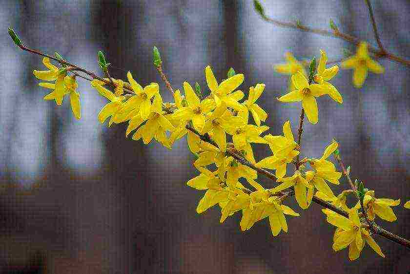 forsythia mini gintong pagtatanim at pangangalaga sa bukas na bukid