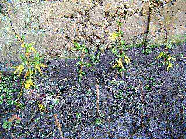 forsythia mini gold planting and care in the open field