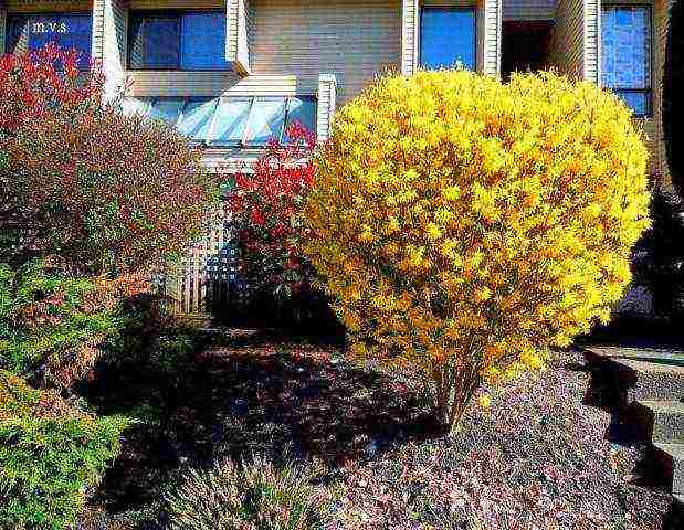 forsythia mini gold planting and care in the open field